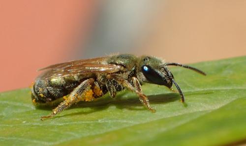 Seladonia subaurata